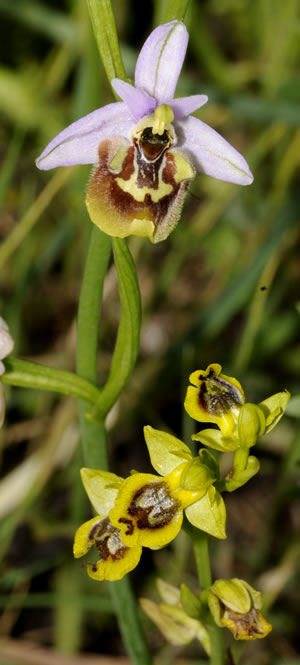Likya Orkidesi
