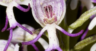 Dragoman Botanik Turu - Likya Orkidesi