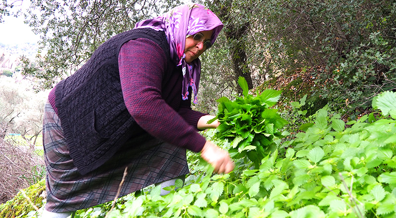 Dragoman Ege Otları ve Ege Mutfağı Turu