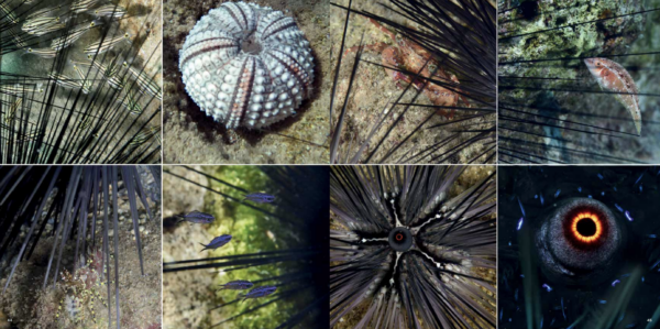 Tropical Mediterrenian - Image 7